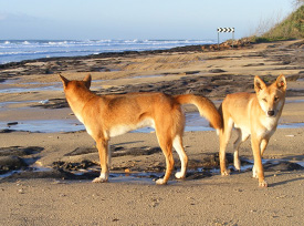 FRASER ISLAND (K’GARI) DINGOES UPDATE JULY 2020