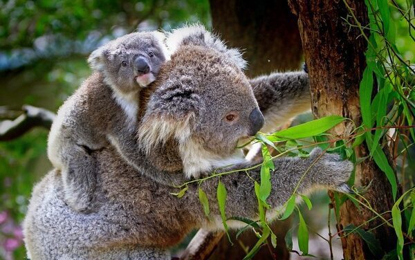 KOALA HABITAT MAPPING UPDATE APRIL 2020