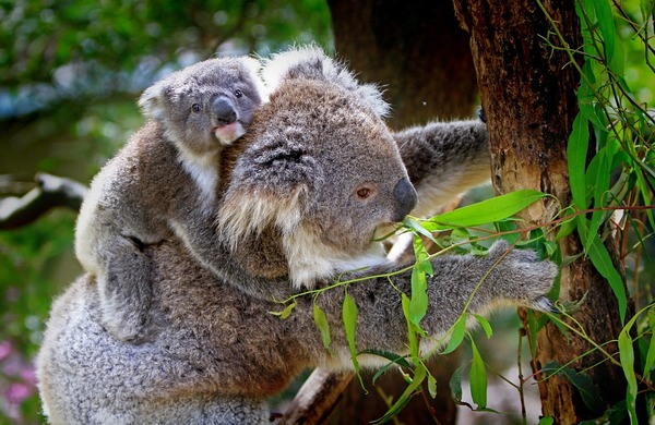 KOALA HABITAT MAPPING UPDATE APRIL 2020