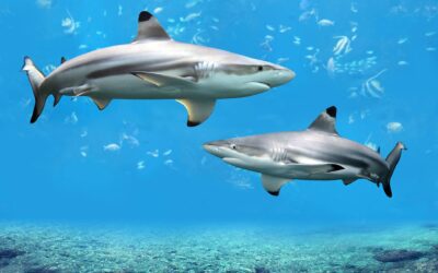 SHARK NETS UPDATE FEBRUARY 2020