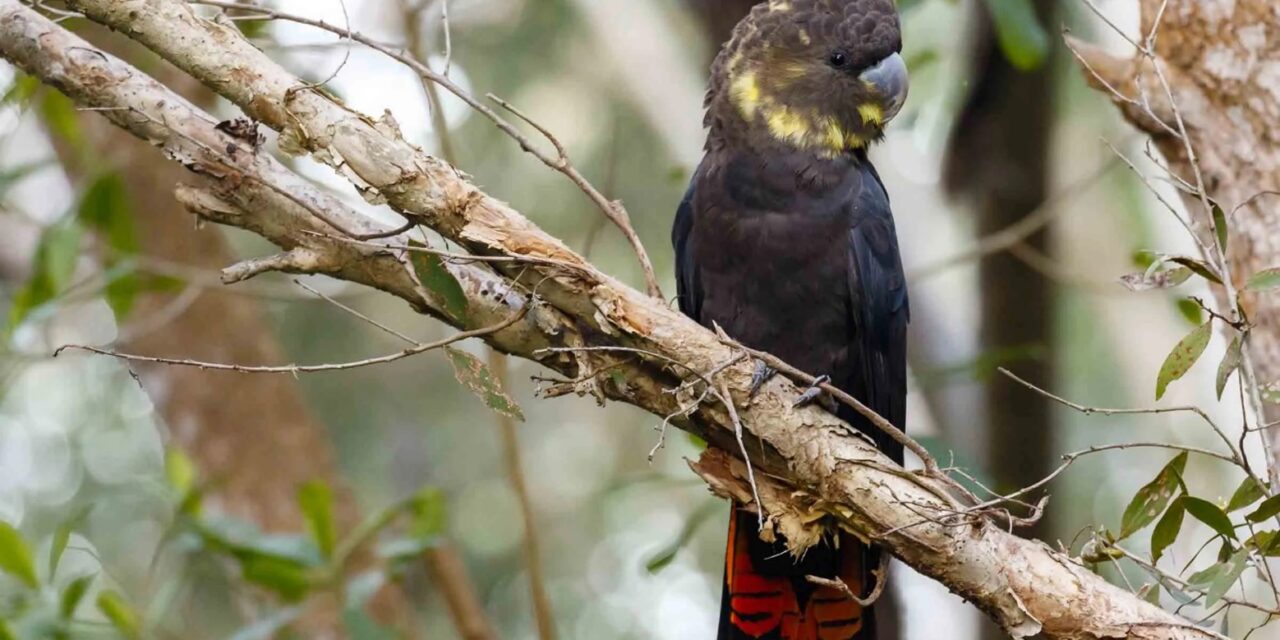 GRASS TREE COURT DEVELOPMENT / GLOSSY BLACK COCKATOO HABITAT UPDATE JUNE 2023