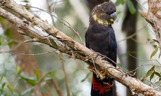 GRASS TREE COURT DEVELOPMENT / GLOSSY BLACK COCKATOO HABITAT UPDATE JUNE 2023