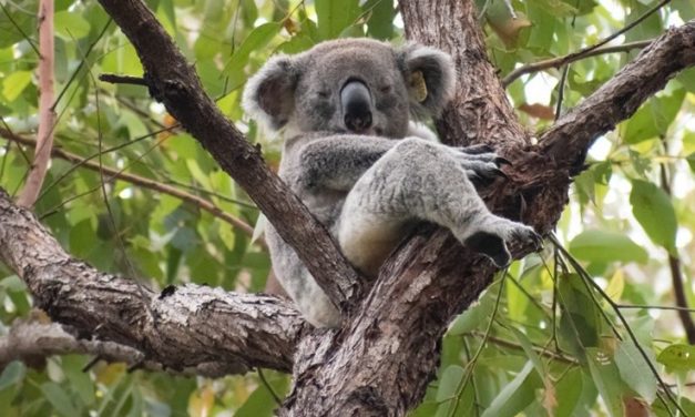 KIN KIN QUARRY EPBC APPLICATION/ REFERRAL TO CLEAR KOALA HABITAT SEPTEMBER 2023