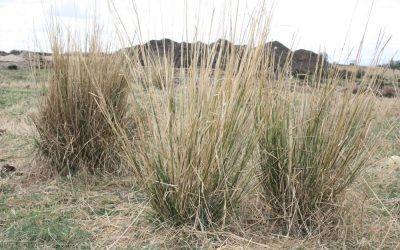 GIANT RAT’S TAIL GRASS OCTOBER 2023