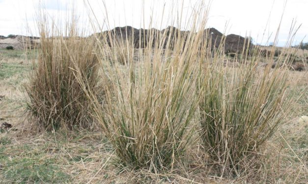 GIANT RAT’S TAIL GRASS OCTOBER 2023